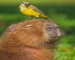 The park is inhabited by many different species of animals many of which are endemic. About 450 species of birds also reside here. Also, 20 percent of